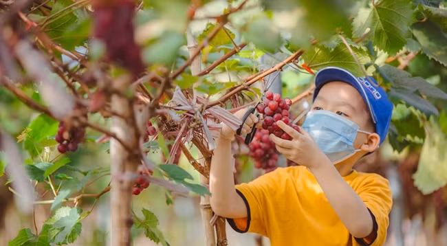 Сбор урожая винограда летом привлекает туристов. Фото: vietnamplus.vn