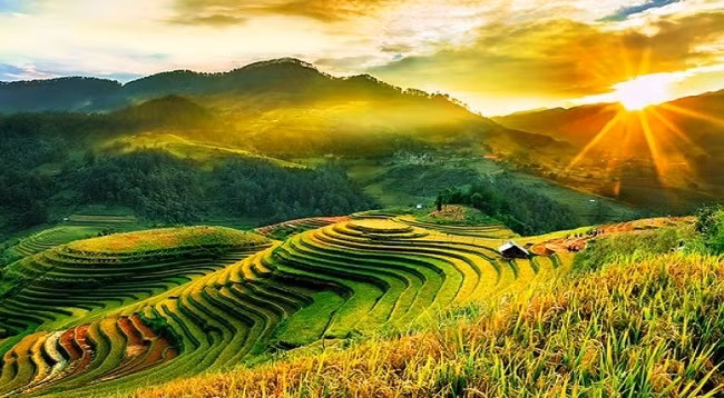 Красота рисовых террас в Мукангтяе. Фото: daidoanket.vn