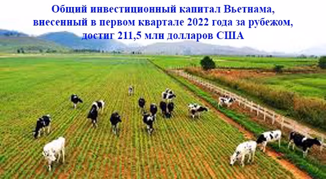 Проект комплекса коровьей фермы, инвестированного Vinamilk на плато Сиангкхуанг (Лаос).