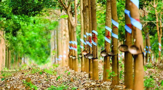 Фото: hagl.com.vn