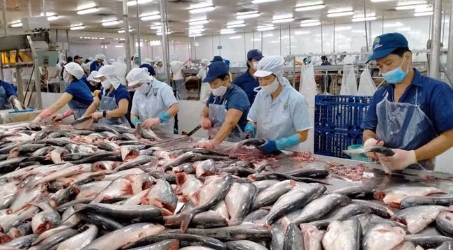 ЕС является одним из ведущих экспортных рынков водной продукции Вьетнама. Фото: vneconomy.vn