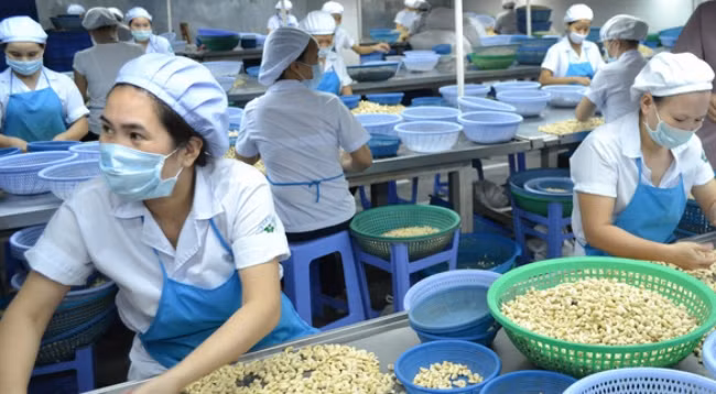 Переработка кешью на одном заводе в провинции Биньфыок. Фото: tuoitre.vn
