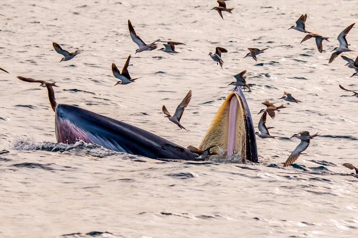 Гигантский кит в водах провинции Биньдинь. Фото: vnexpress.net Гигантский кит в водах провинции Биньдинь. Фото: vnexpress.net