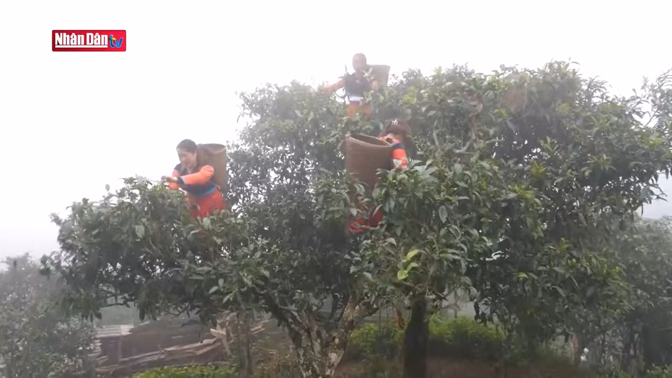 Девушки собирают чайные листья Шантует. Девушки собирают чайные листья Шантует.