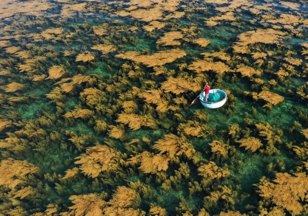 На фотографии, опубликованной в National Geographic в октябре 2022 года, запечатлен момент, когда рыбак собирает морские водоросли саргассум на острове Хонкхо города Кюиньон. На фотографии, опубликованной в National Geographic в октябре 2022 года, запечатлен момент, когда рыбак собирает морские водоросли саргассум на острове Хонкхо города Кюиньон.