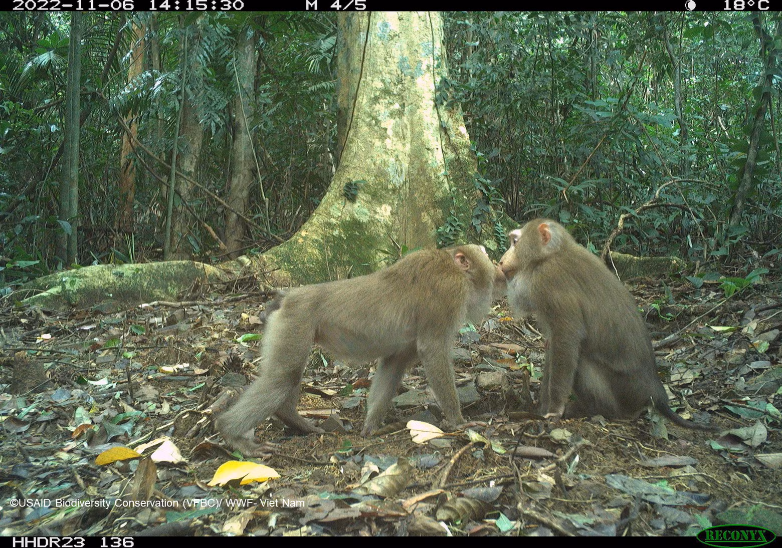 Две северные свинохвостые макаки (Macaca leonine), пойманные фотоловушками в заповеднике Хыонгхоа-Дакронг в 2022 году.