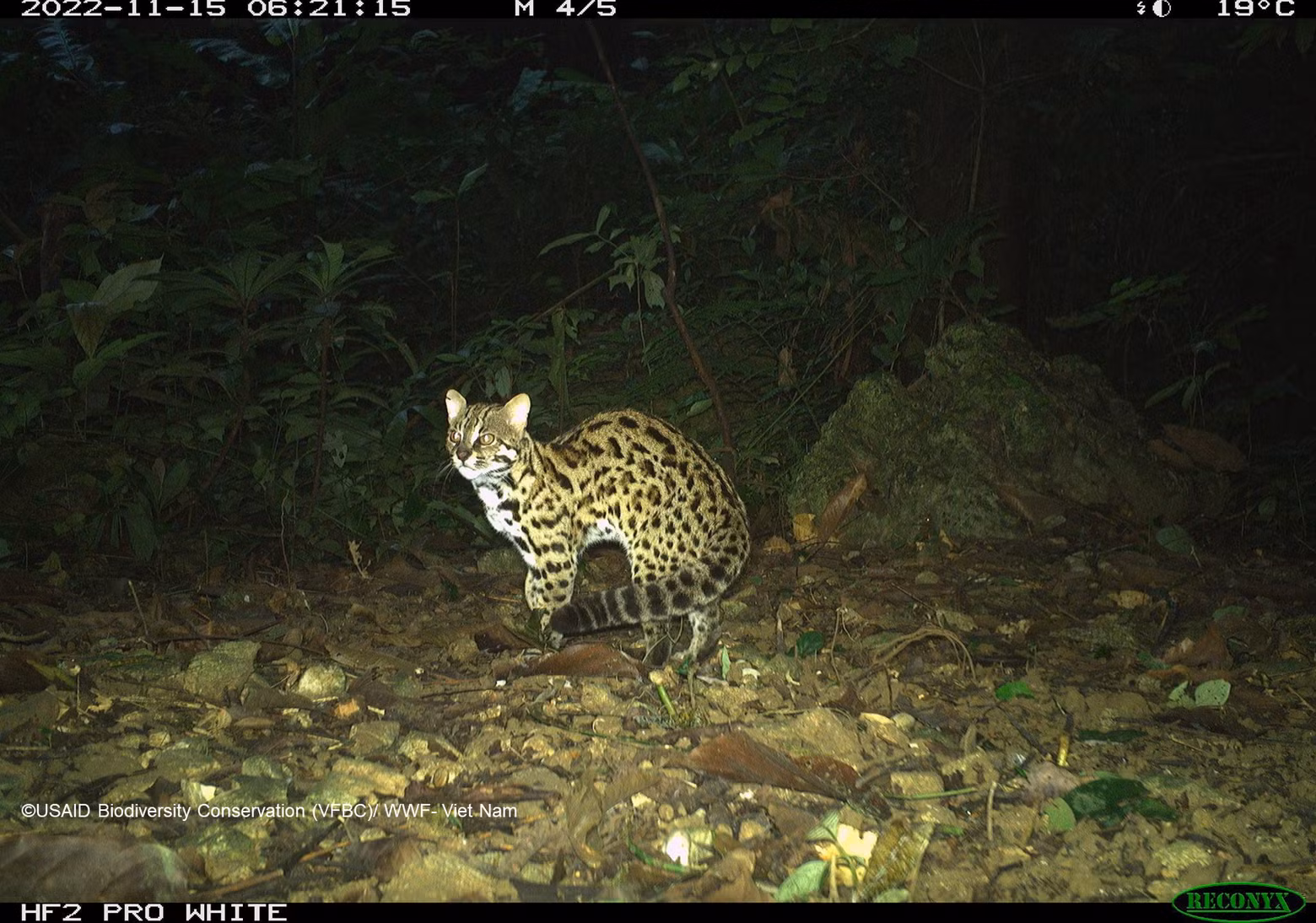 Бенгальская кошка (Prionailurus bengalensis), пойманная фотоловушками в национальном парке Кукфыонг в 2022 году.